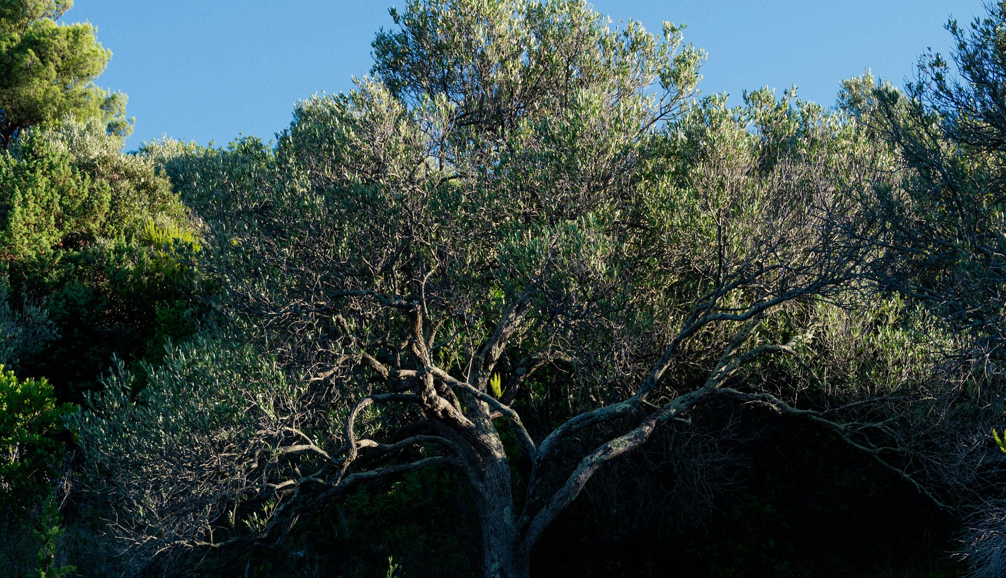 La maison Terra Antica à Venzolasca