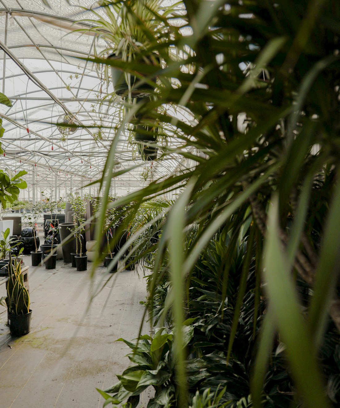 Le coin jardin et pépinière de Terra Antica